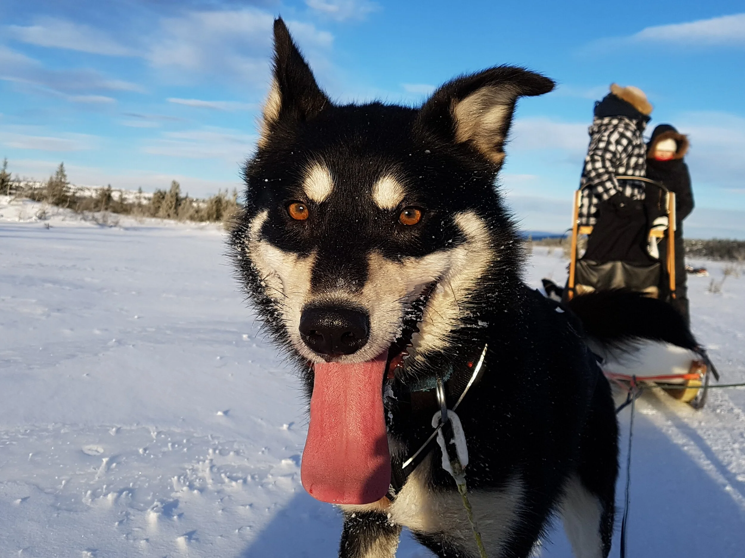 Timian from Sjusjøen Husky Tours