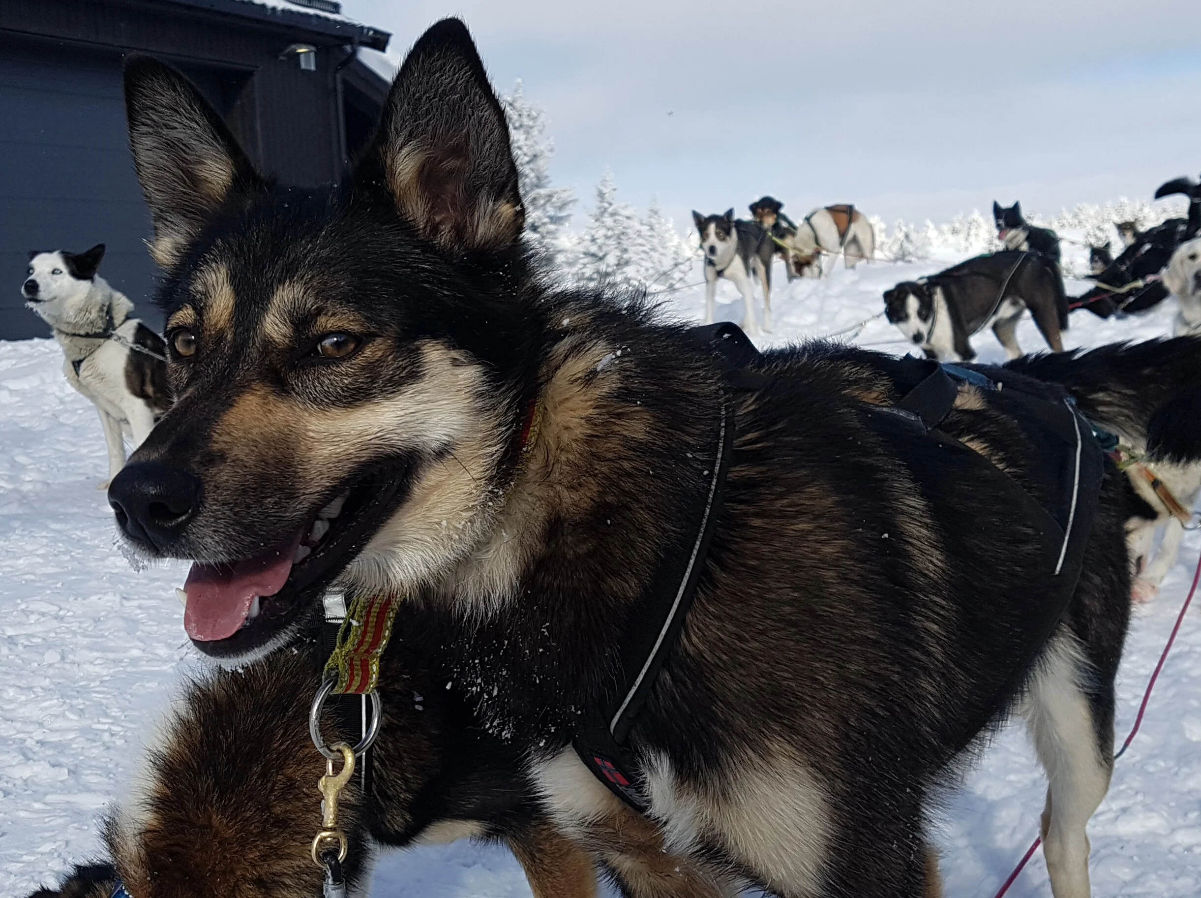 Pepsi from Sjusjøen Husky Tours