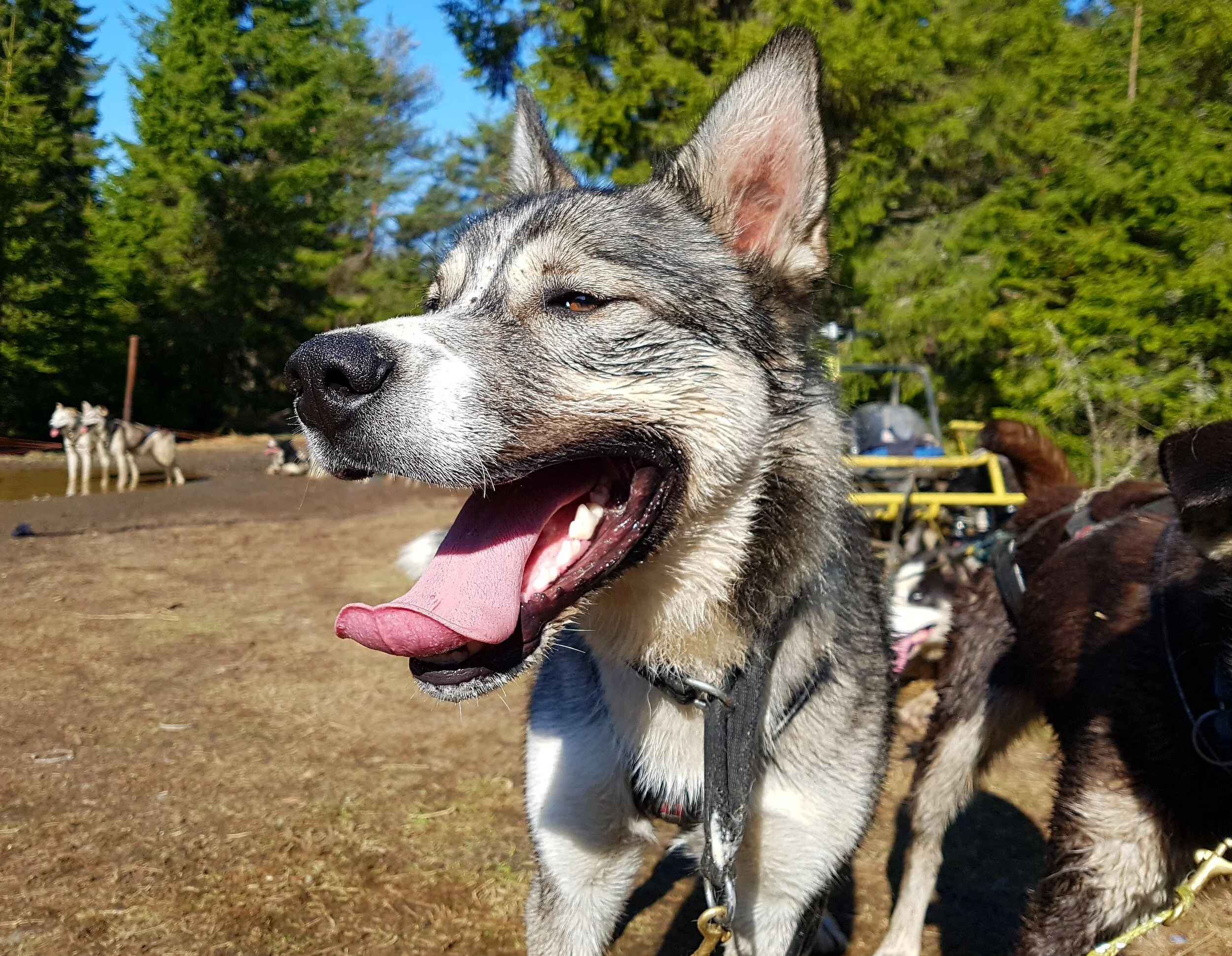 Janko from Sjusjøen Husky Tours