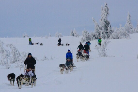 We can do quite many sleds on the same tour. Still, we prefer not more than 7 sleds, 14 guests for safety reasons.