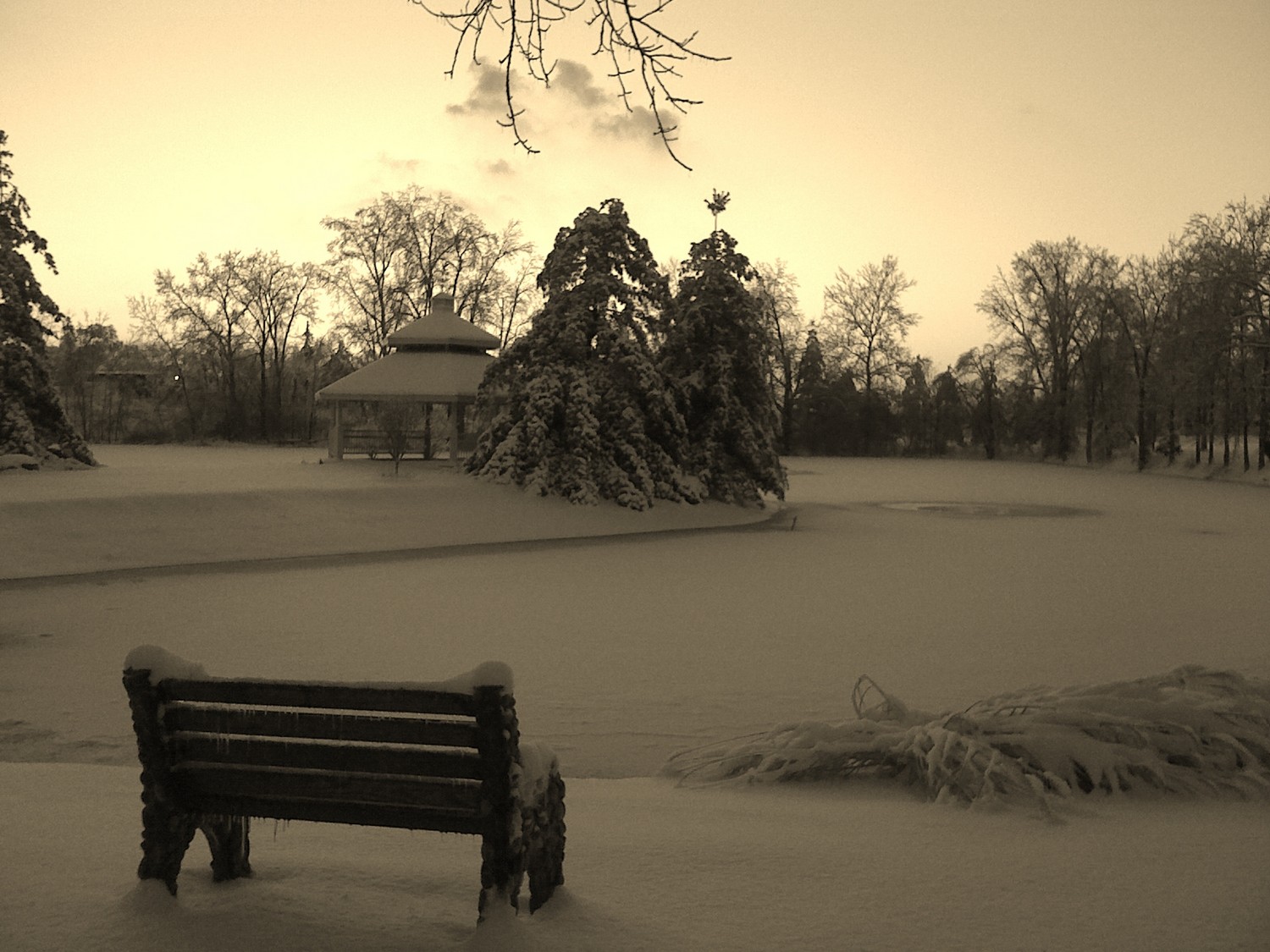 Winter Beauty