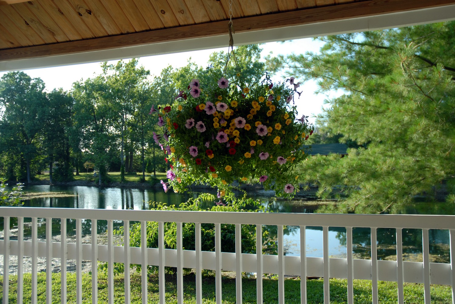 Hanging Flowers
