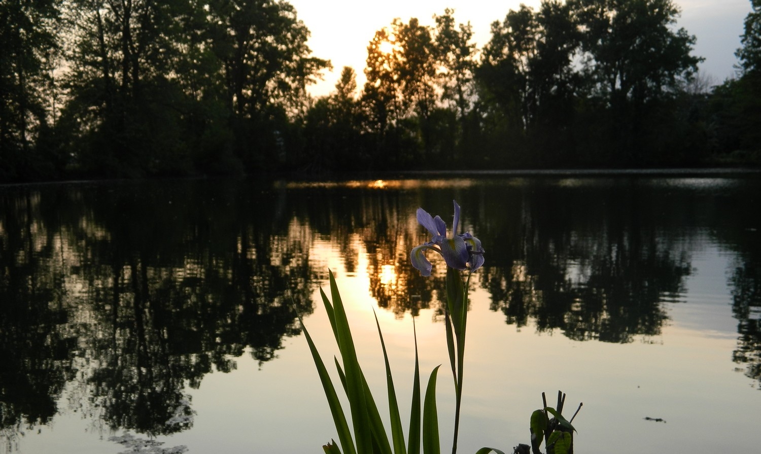 Sunset @ on The Pond