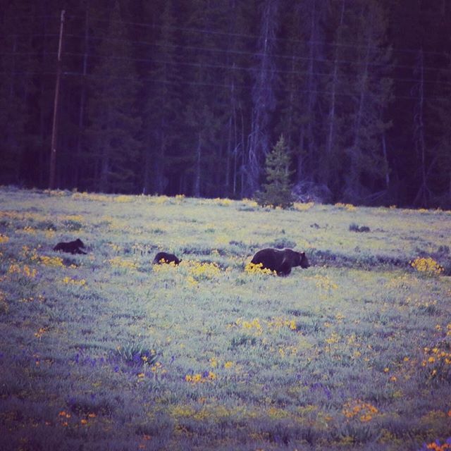 Grizzly Bear and her cubs!