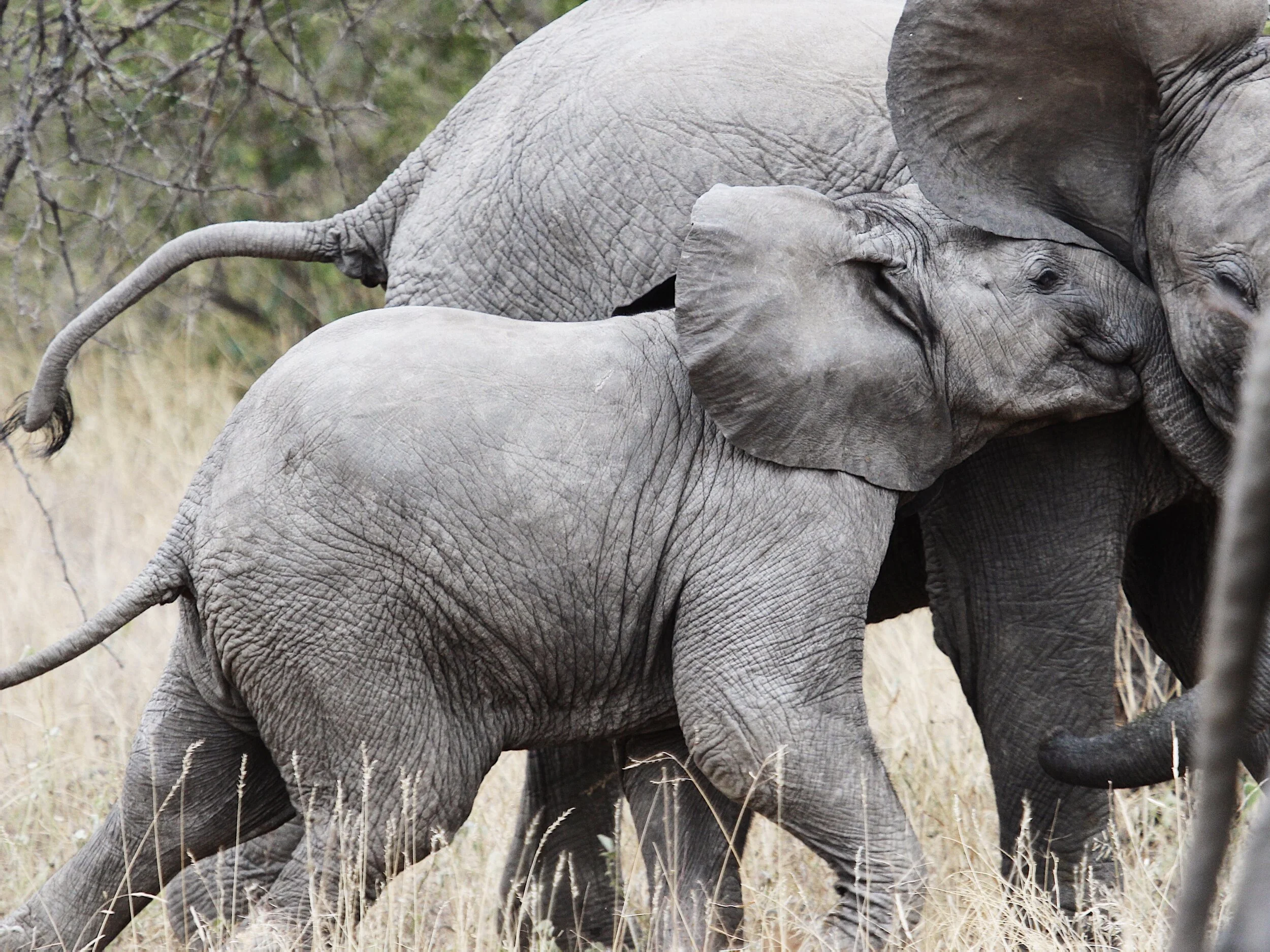 South Africa Album Cover.jpg