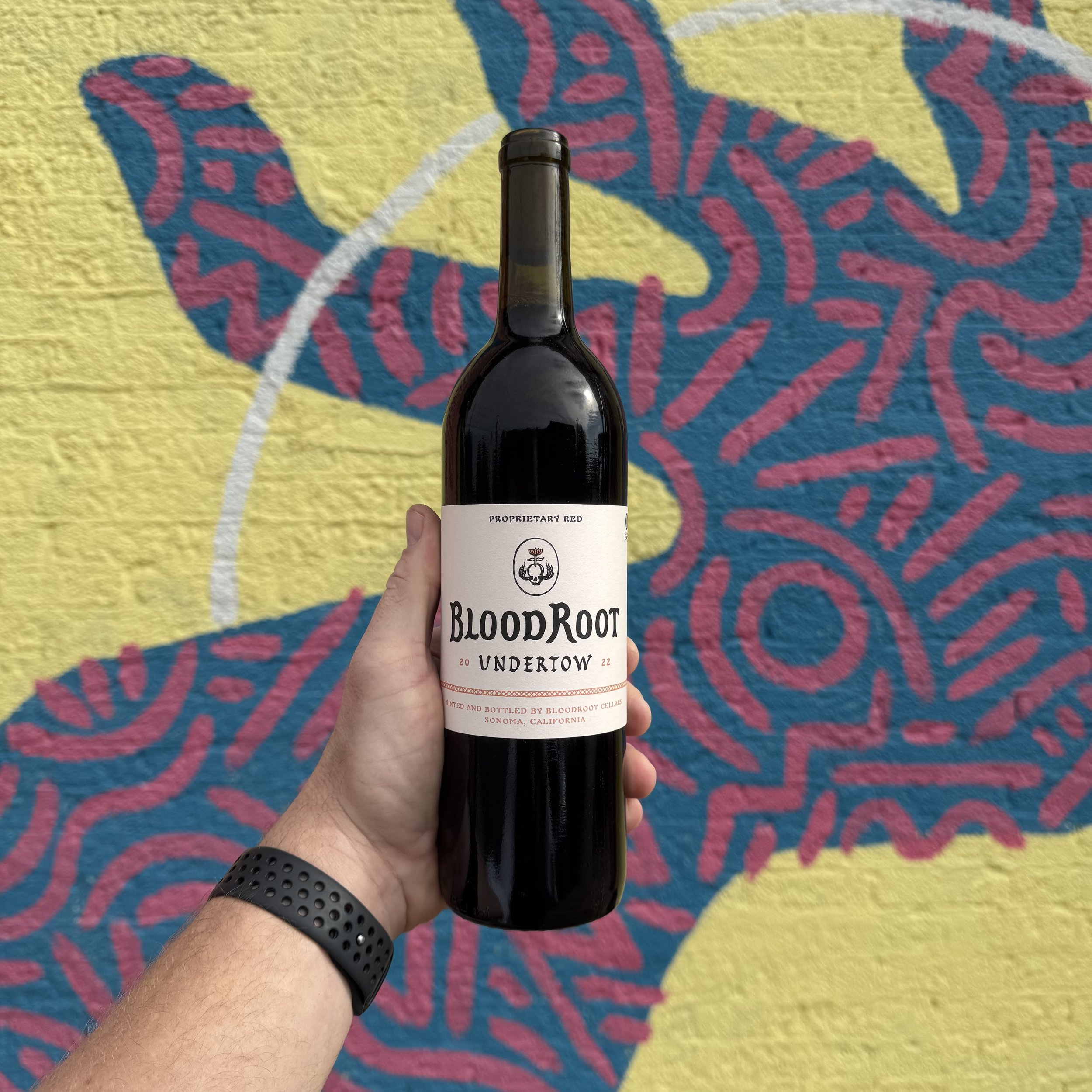 Bloodroot 'Undertow', Sonoma 2022