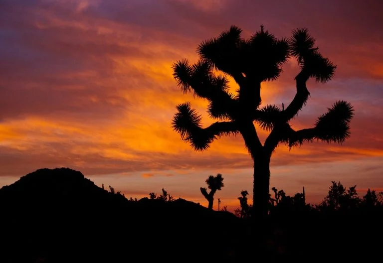 05_joshua-tree-768x528.jpg