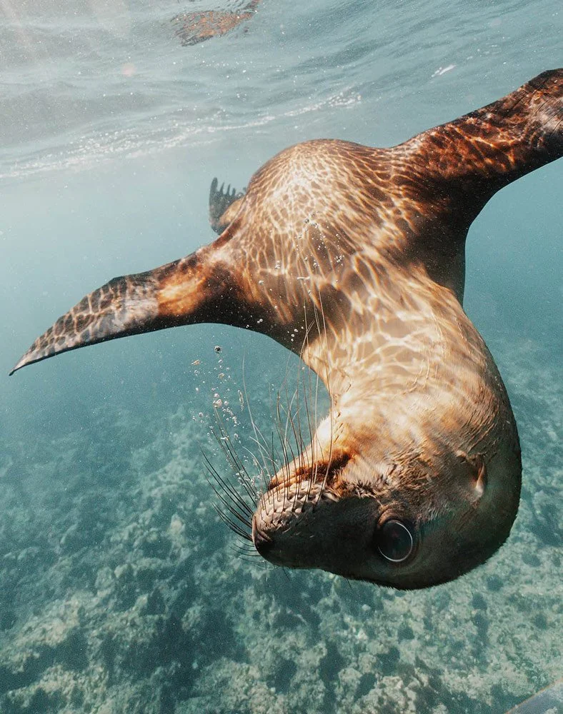 Close-up of a seal swimming underwater with a sandy ocean floor in the background.