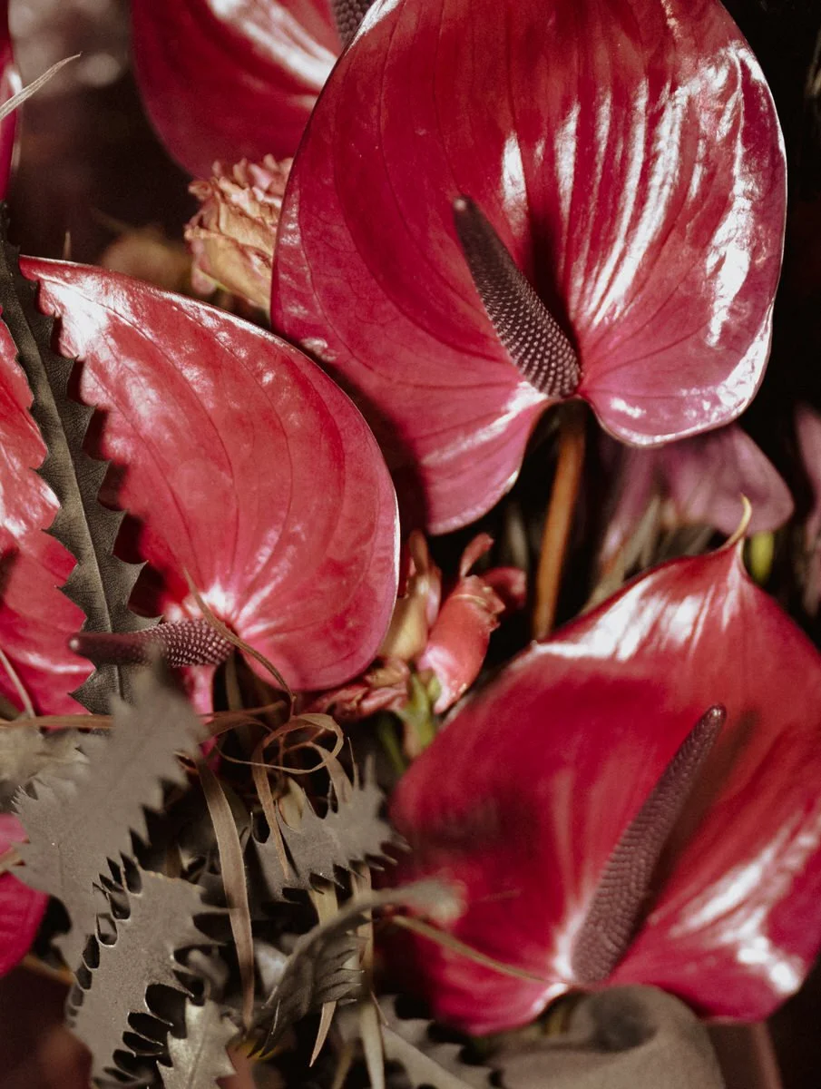 Close-up of vibrant red anthurium flowers with glossy leaves and dark spadices.