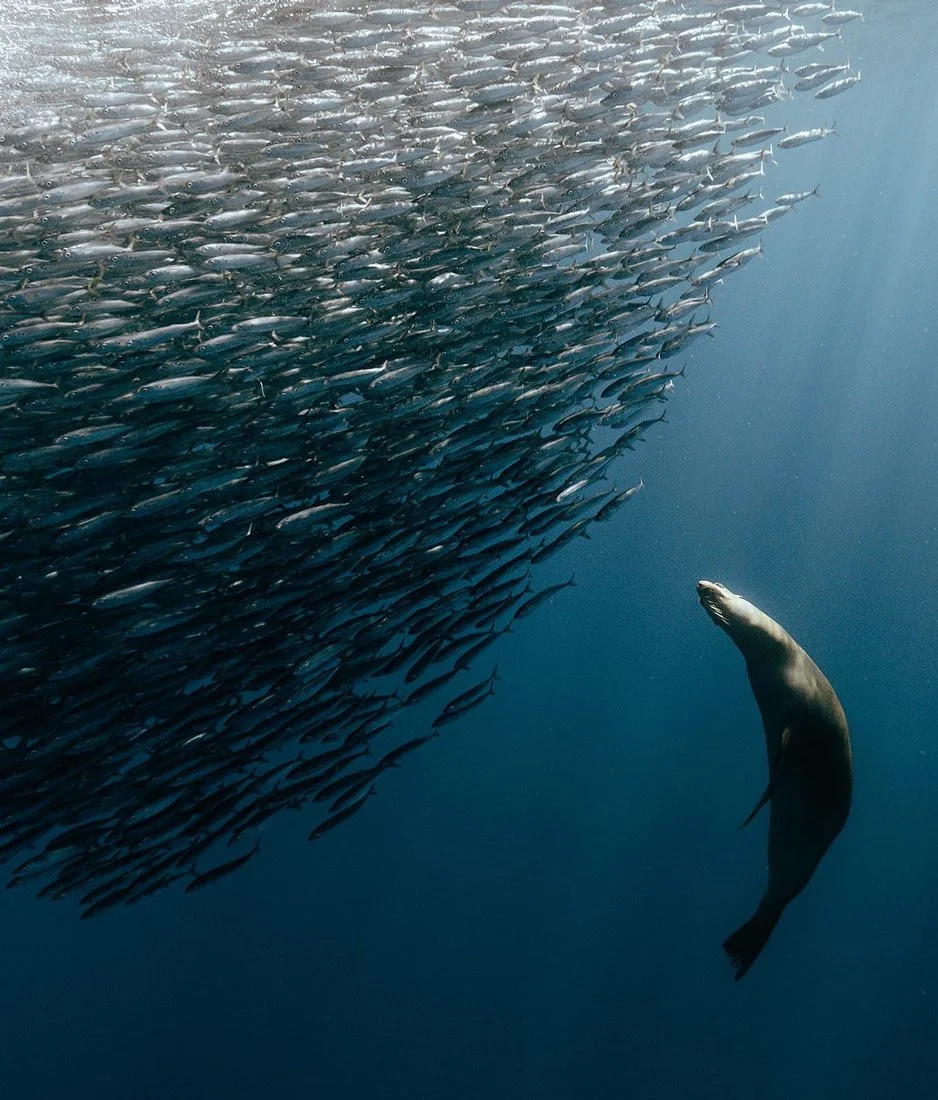 A whale floating in the ocean besides a shoal of fish.
