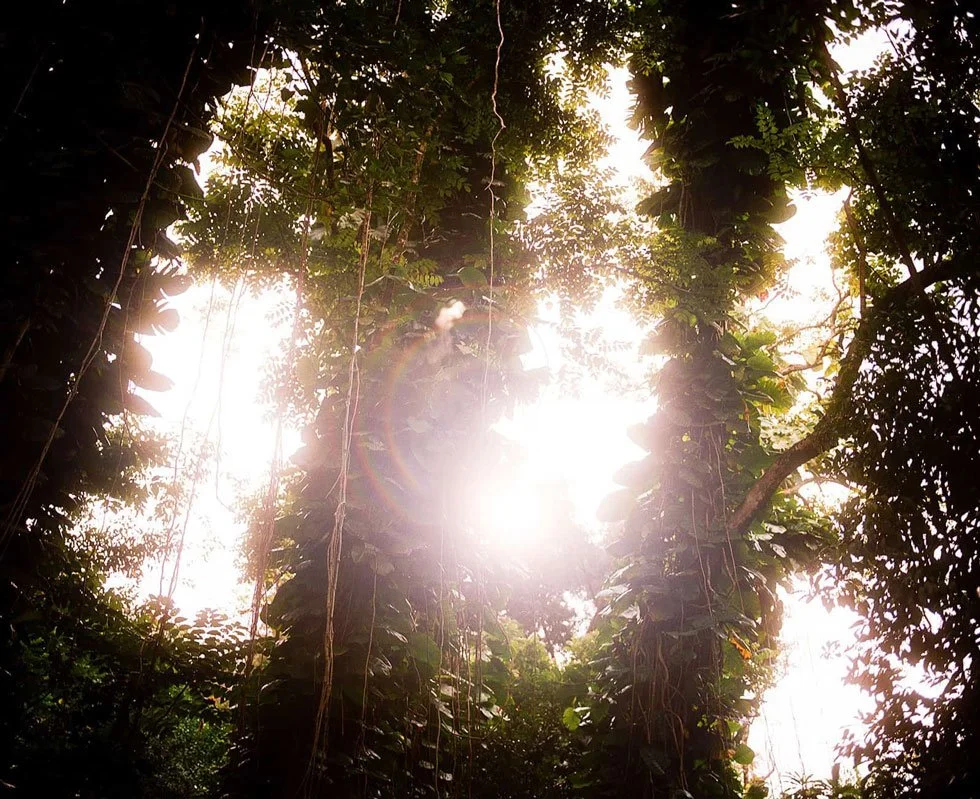 Sunlight shining through dense forest with tall trees and hanging vines.