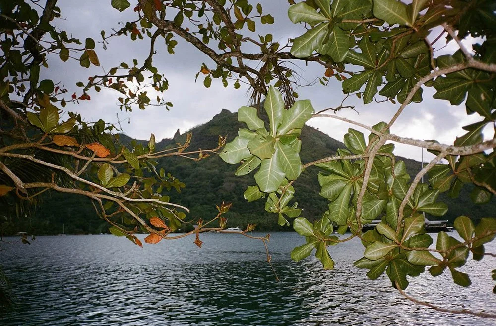 View of a mountain behind a lake, framed by green leafy branches in the foreground, with a cloudy sky.