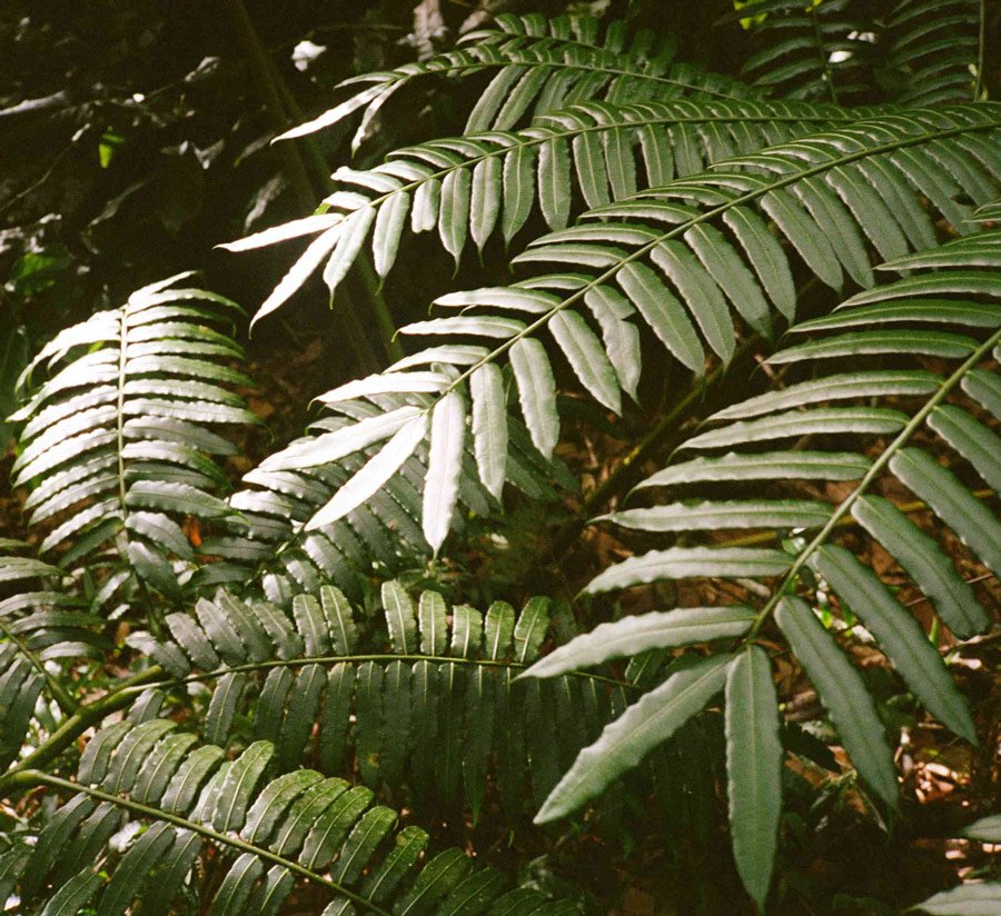 Close-up of green fern leaves in a forest setting.