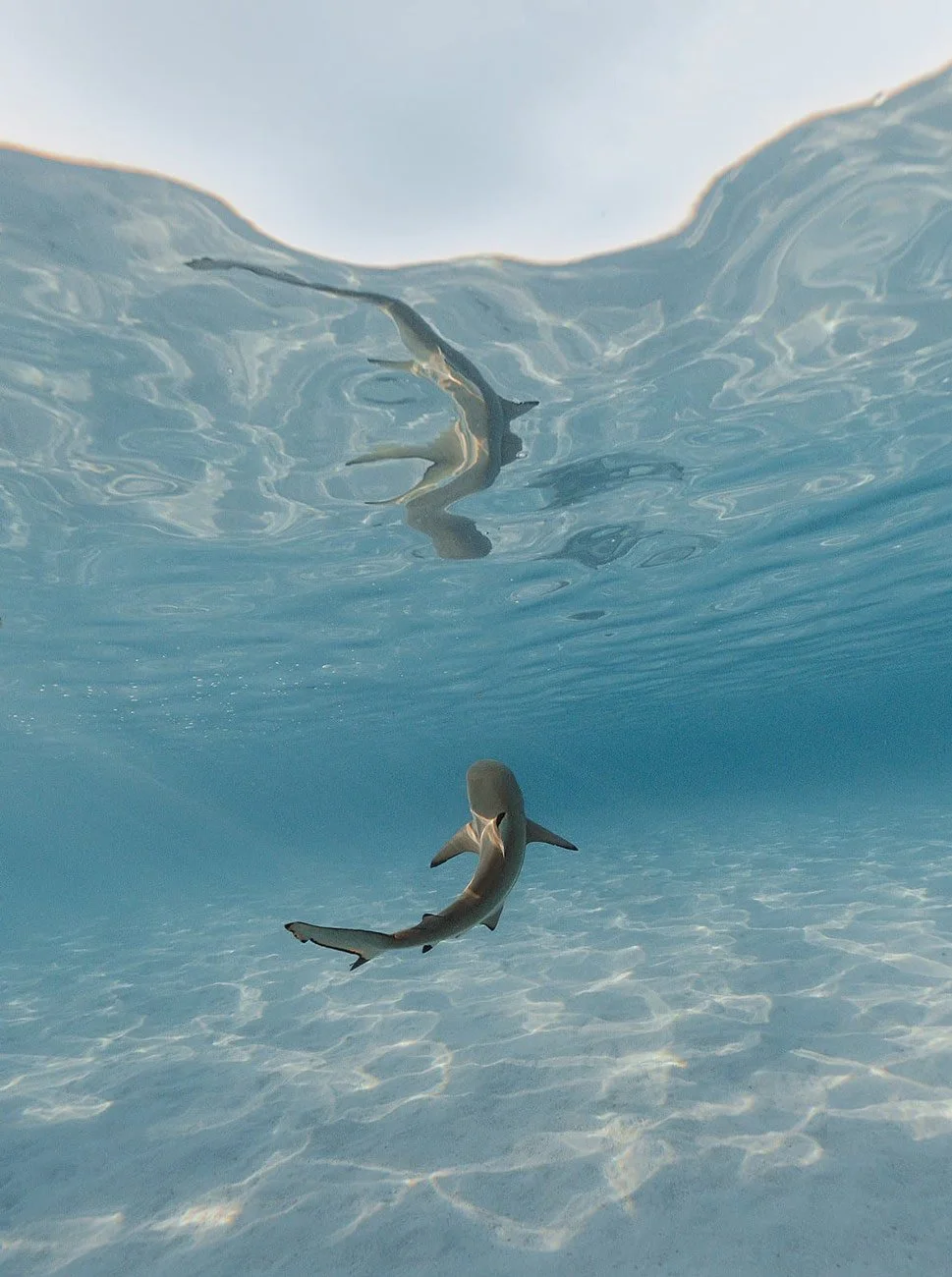 Underwater view of a shark swimming near the ocean floor with its reflection on the water surface.