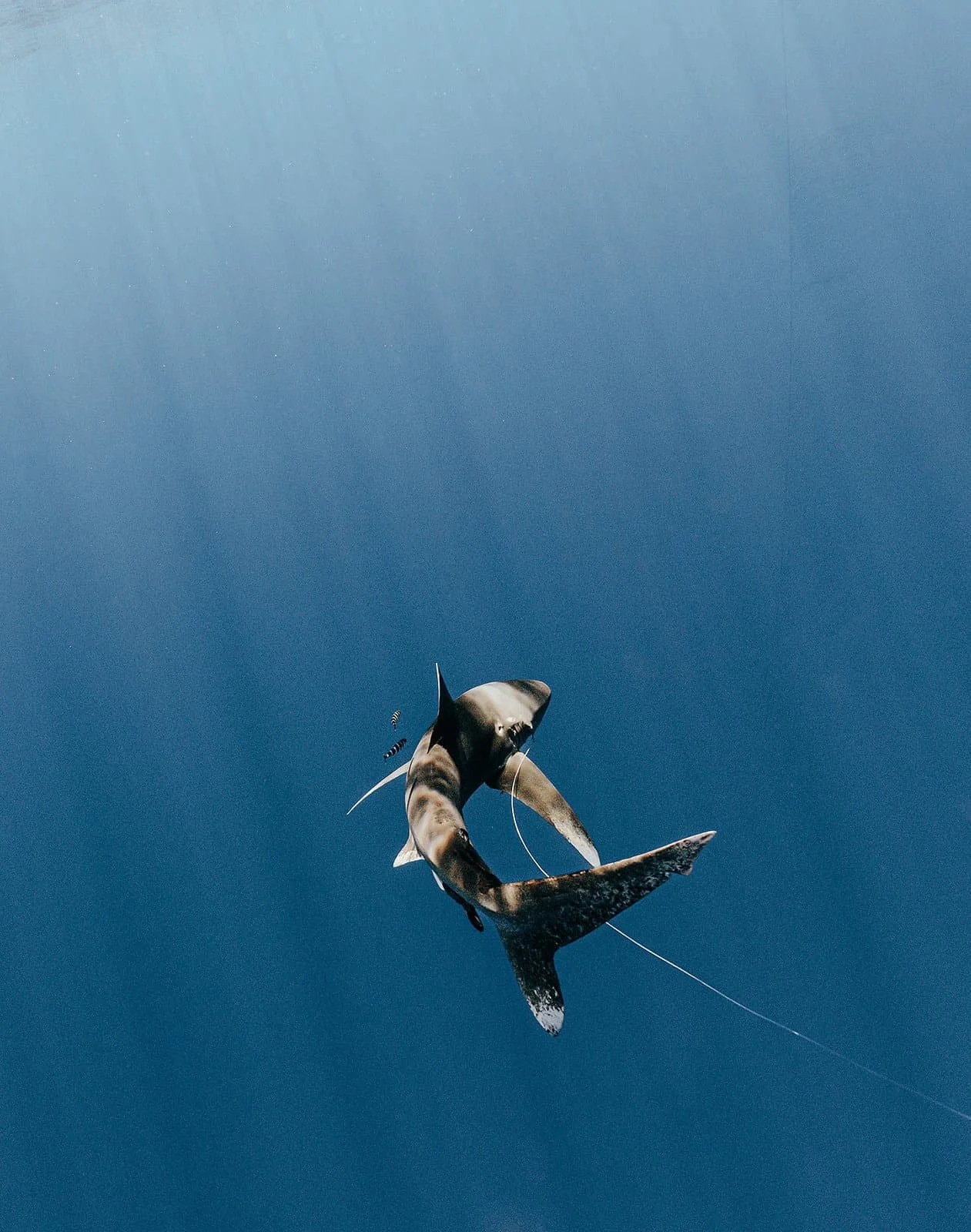 A large shark with a fishing line caught in its mouth swimming in the open ocean.