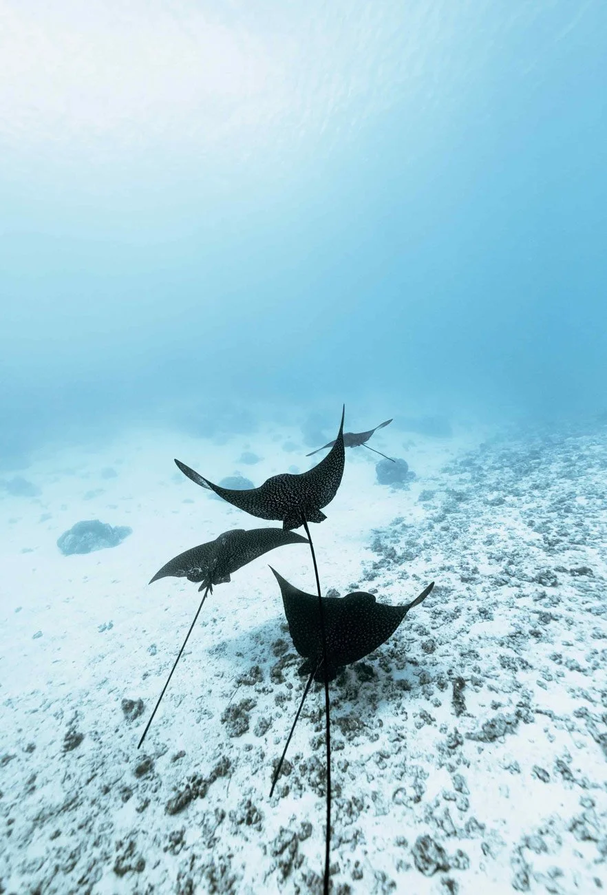 Three spotted eagle rays swimming in the ocean near the sandy seabed.
