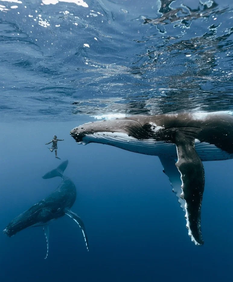 Underwater scene with three humpback whales and a person swimming among them.