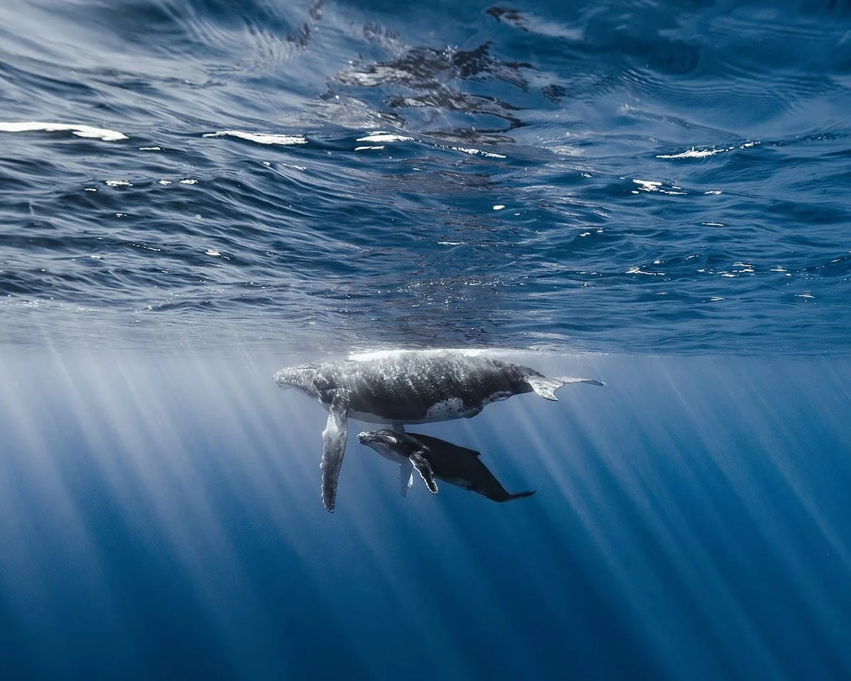 A whale and a smaller dolphin swimming underwater with sunlight filtering through the water.