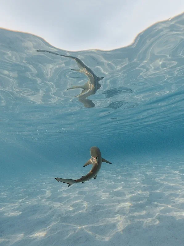 Underwater view of two sharks swimming near the ocean floor with sunlight filtering through the water.