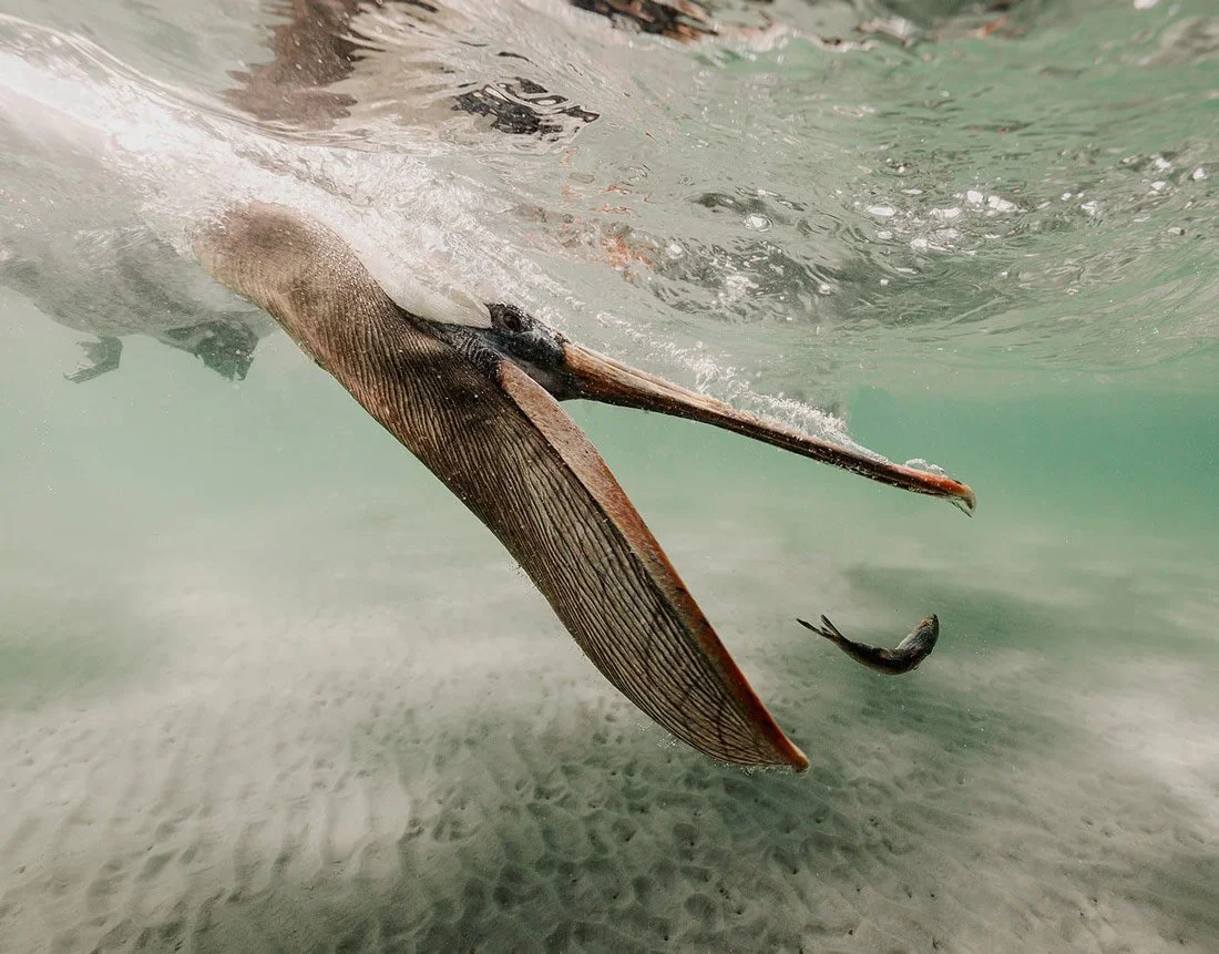 Underwater photo of a fish with a long, flat body, a pointed snout, and barbels near its mouth, swimming just above the sandy ocean floor.