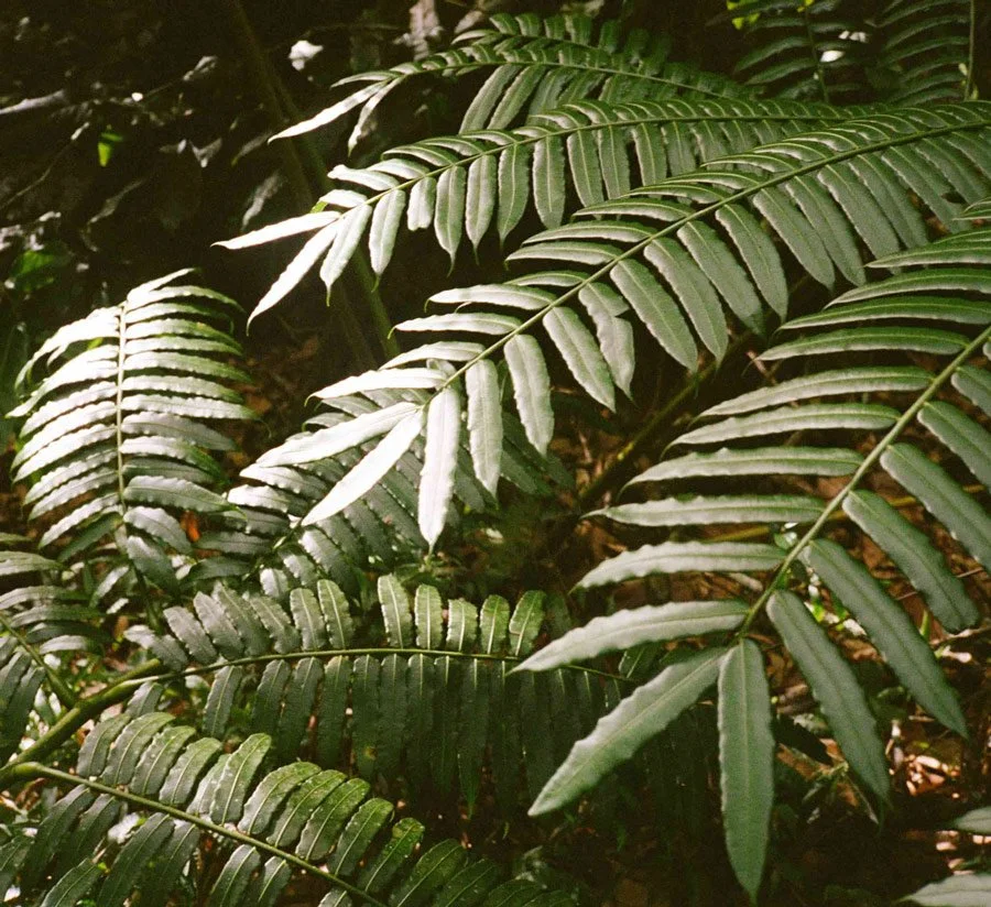 Close-up of green fern leaves in a lush jungle setting.