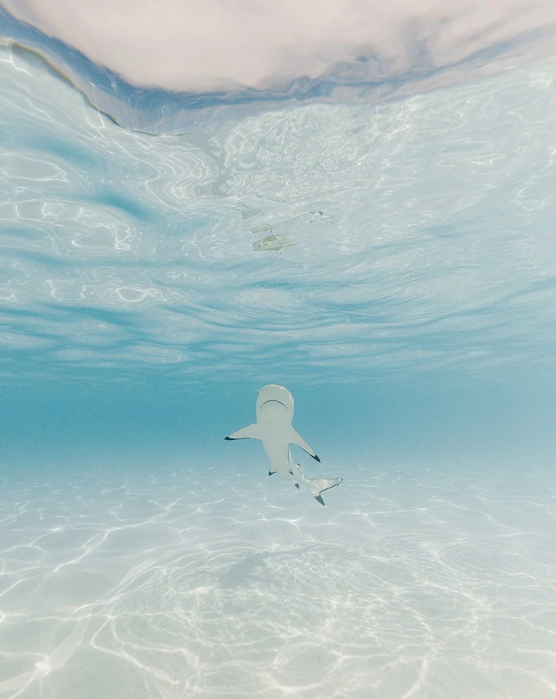 Underwater view of a small shark swimming in clear ocean water.
