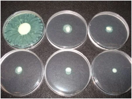 Figure 1: Demonstrating the ability of Sequoia's lead compound to inhibit biofilms.