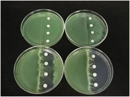 Figure 2: Sequoia's lead compound works synergistically with the antibiotic tobramycin to inhibit swarming biofilms.