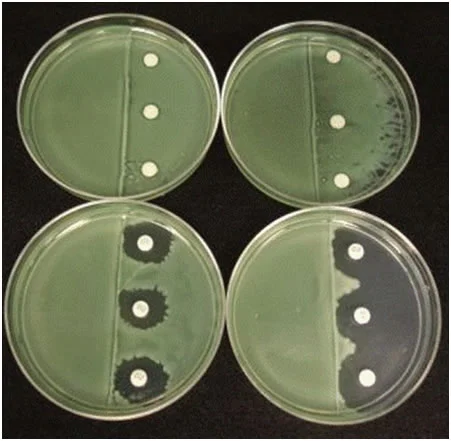 Figure 3: Sequoia’s lead compound works synergistically with the antibiotic colistin to inhibit swarming biofilms. 