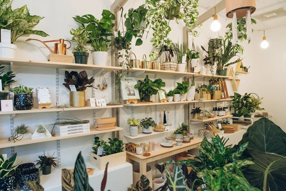 Folia+Collective,+a+plant+shop+in+Pasadena+-+Haarkon+in+California.jpg