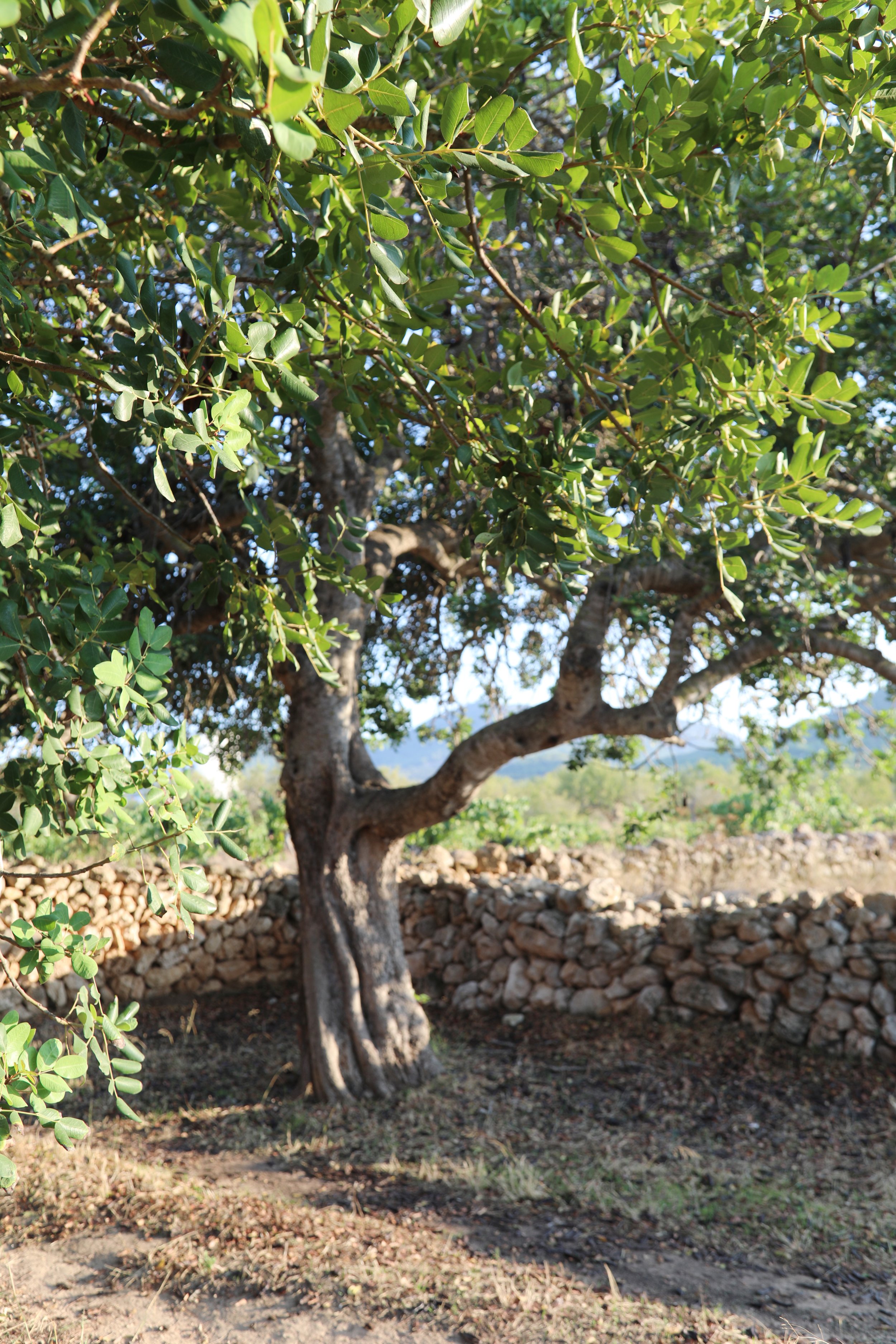 13_Clos_Algarrobo_Ibiza_20180822_©xtm_044.jpg