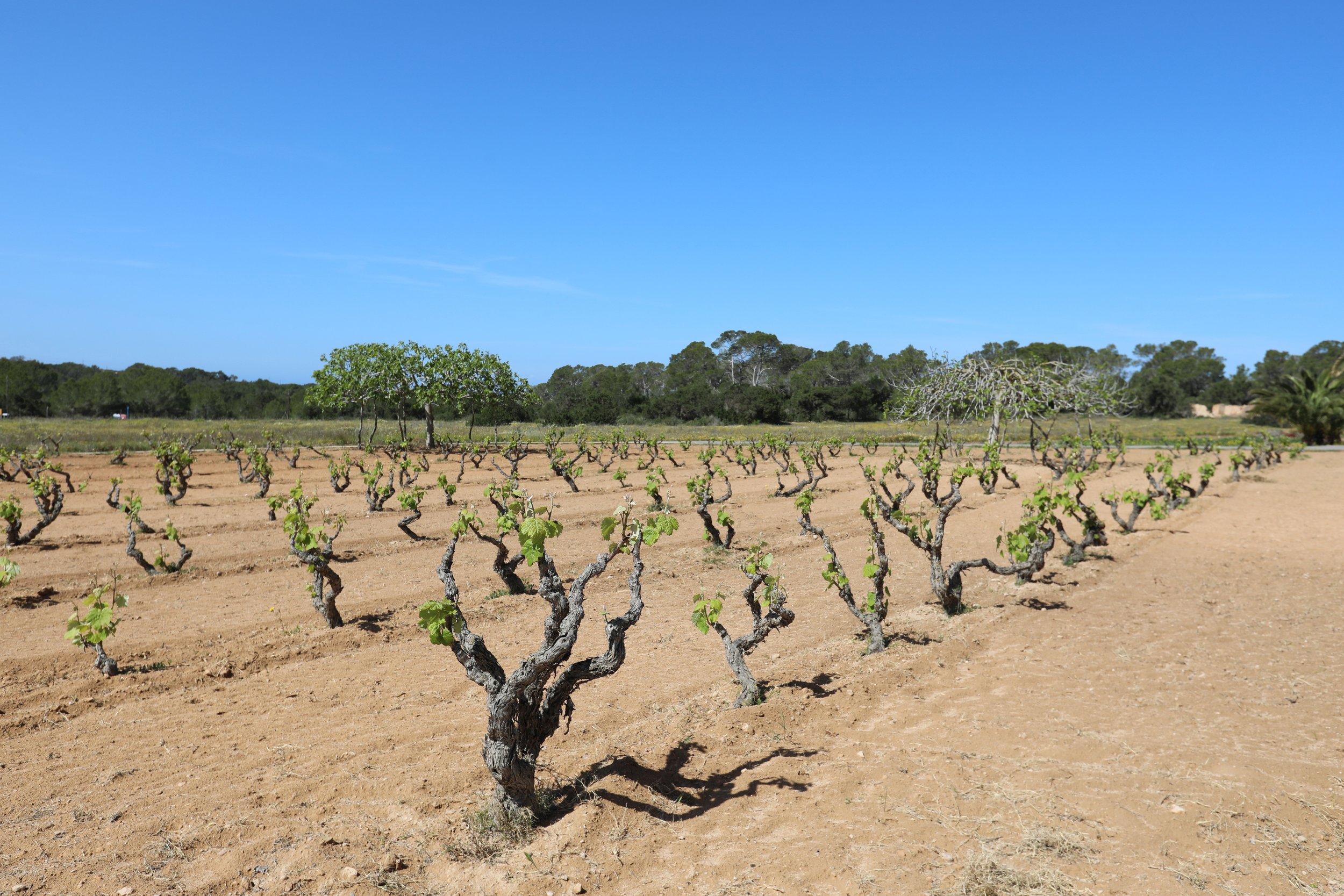 The winemaking process, wax sealing tests for bottles and landscape documentation at various sites of the Ibicencan lands, brought me to encounter a naturally pale Rosé from its crystalline shores. This debut vintage is from a tiny single vineyard,