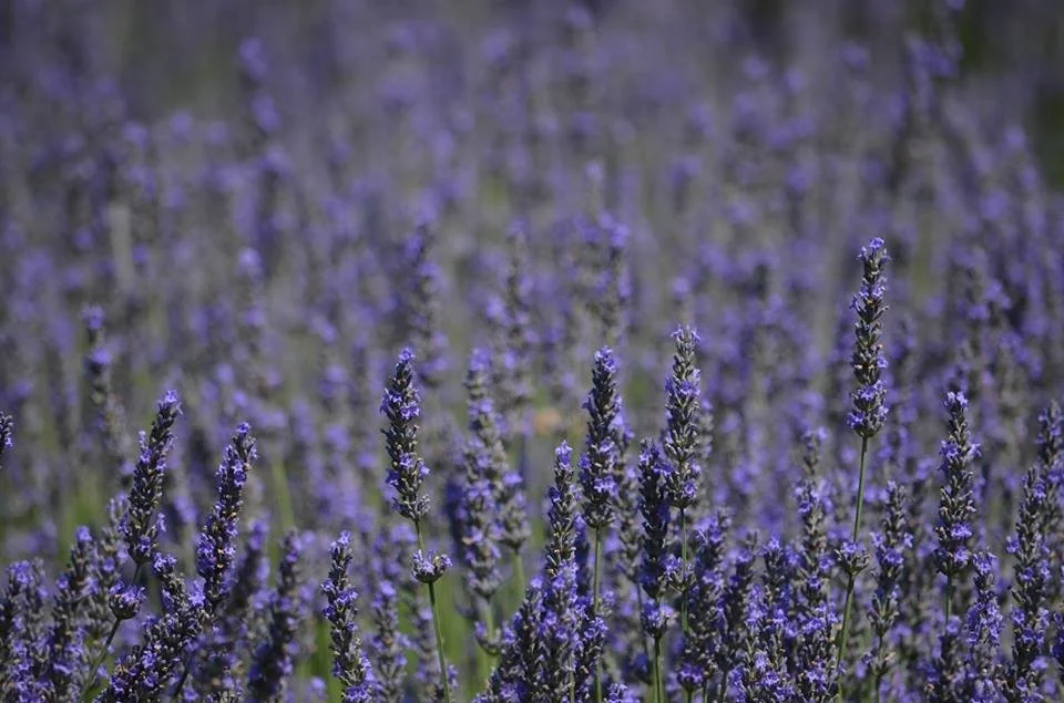 Lavender Kay.jpg