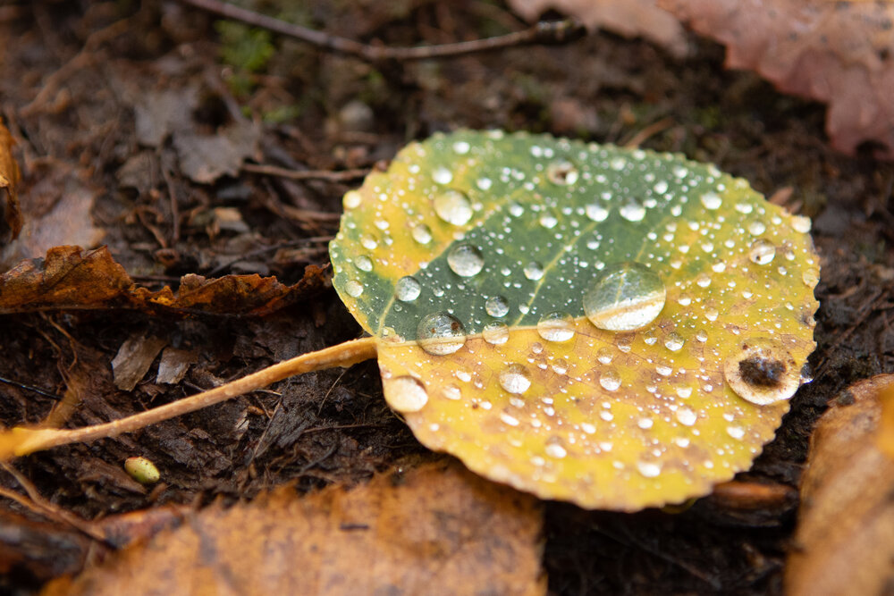 Leaf Peeping