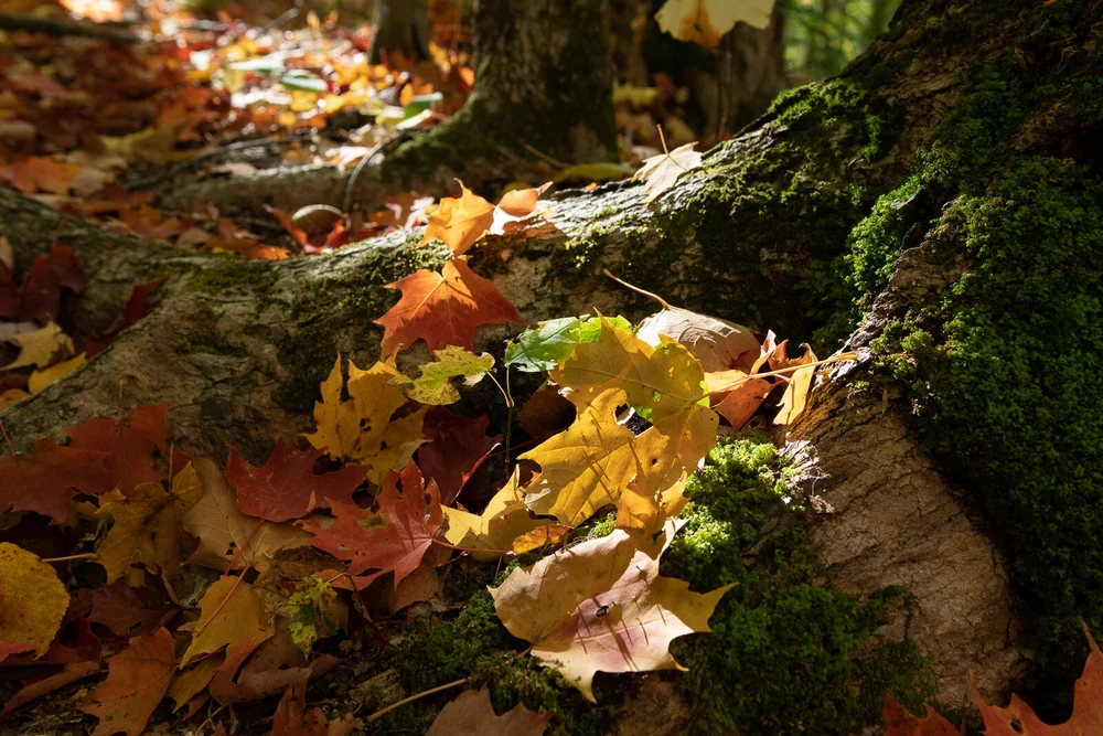 Leaf Peeping