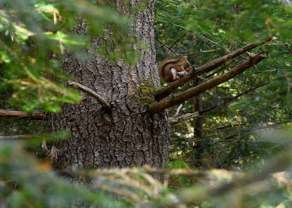 Red Squirrel