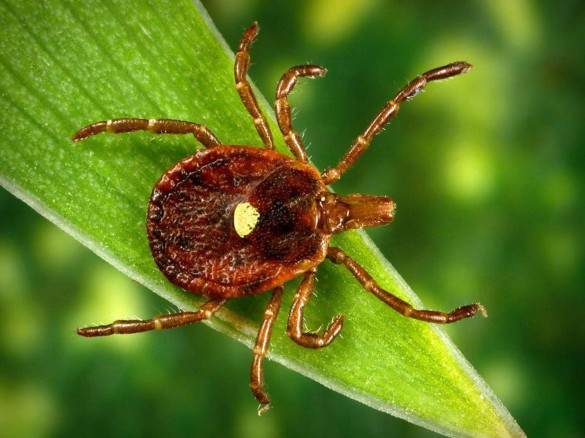 CDC public image gallery