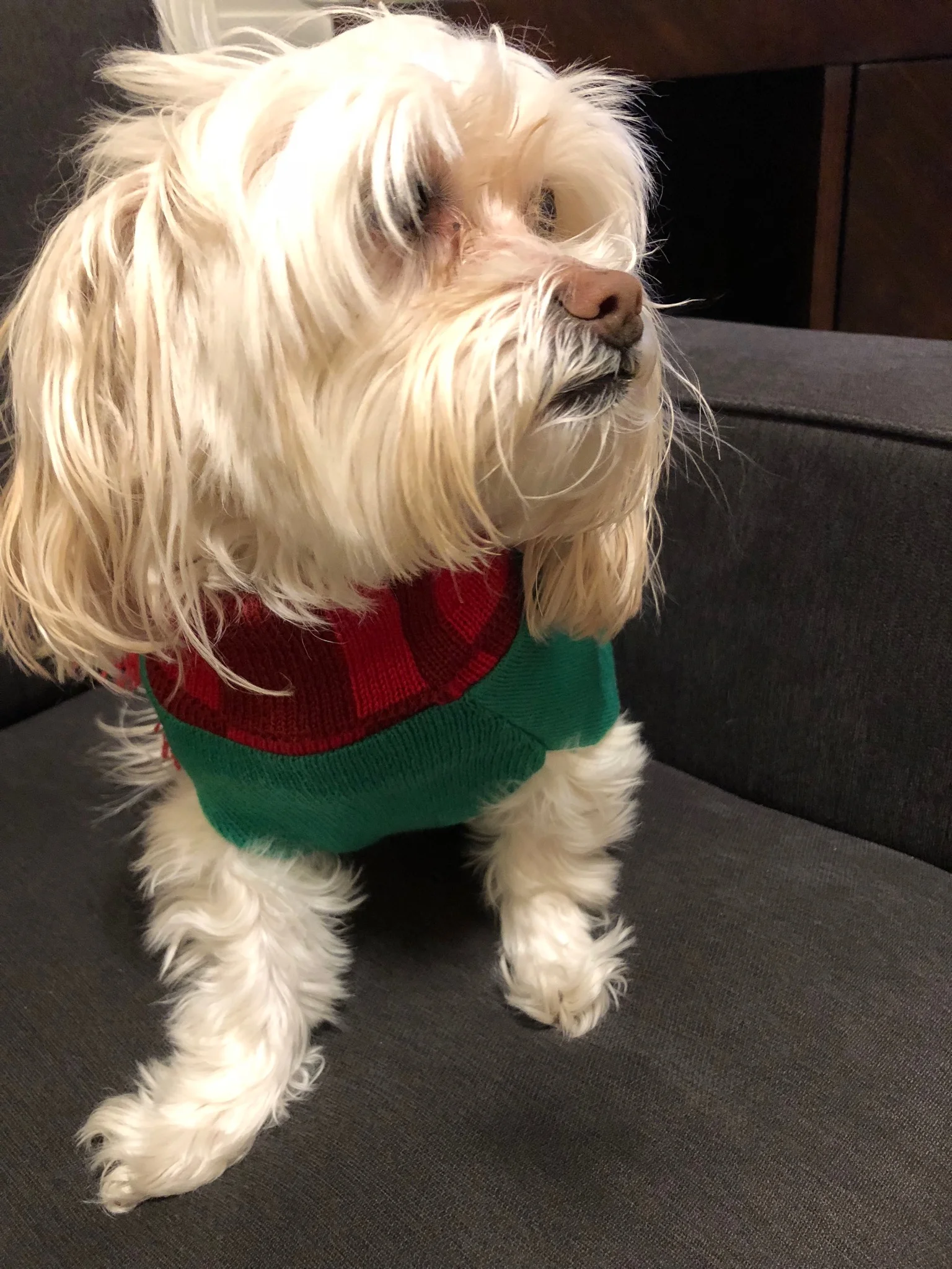 Has too much time on the couch with furry members of the family been hard on your nose and sinuses this winter?