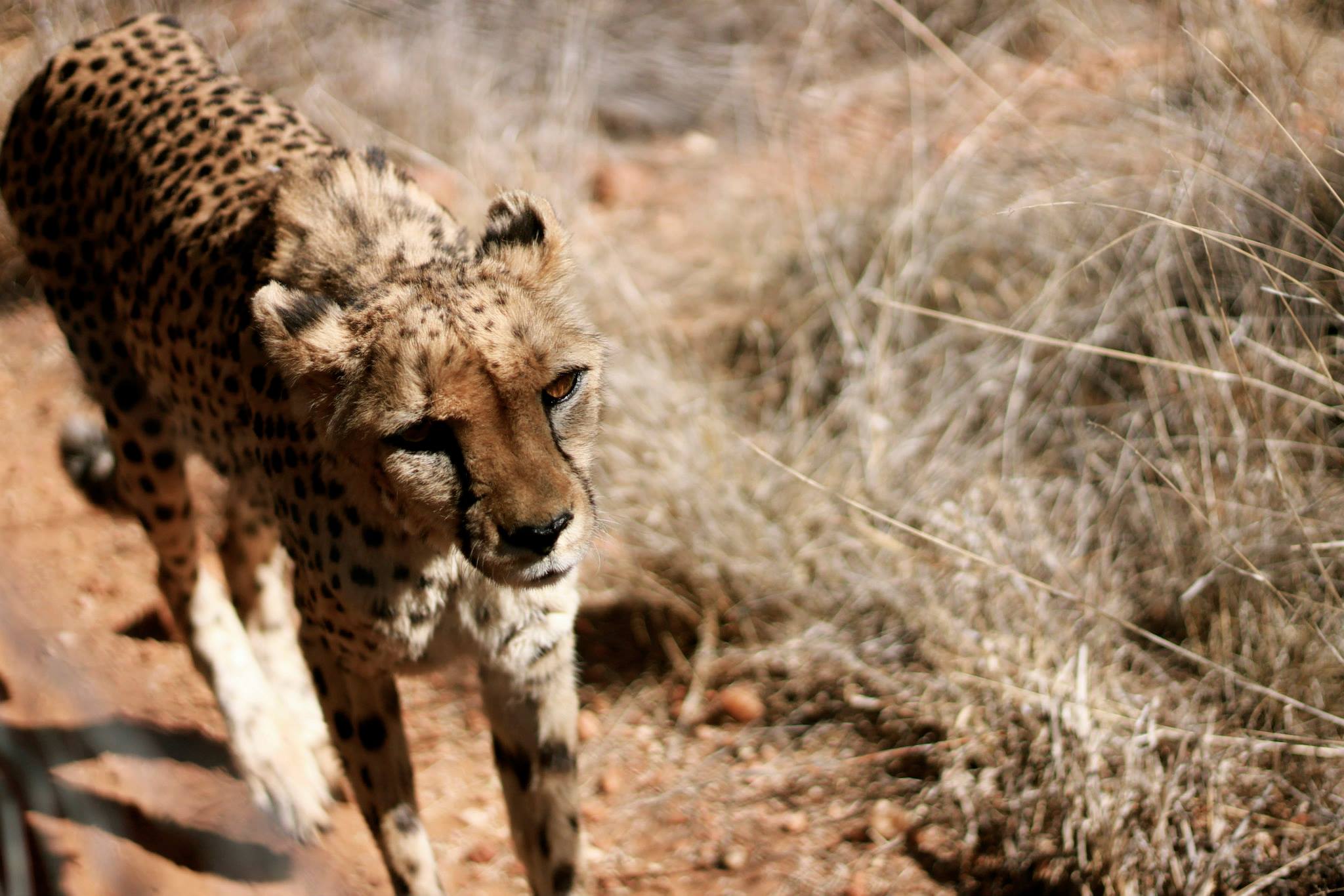 Samara Portrait Namibia, 2013