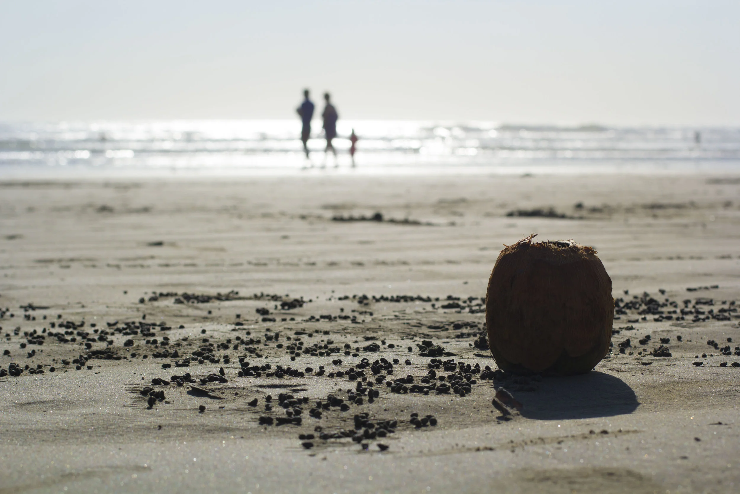 Lonely Coconut Nosara, 2016