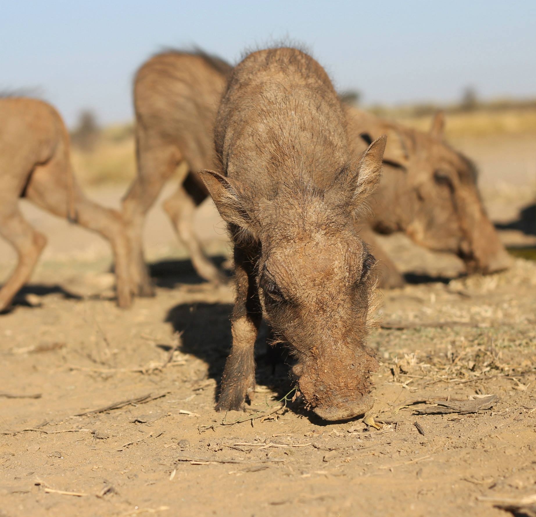 Pumba Namibia, 2013