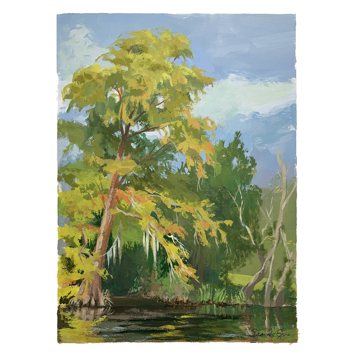 Cypress on the Abita River