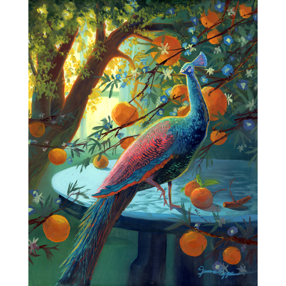 Peacock and Orange