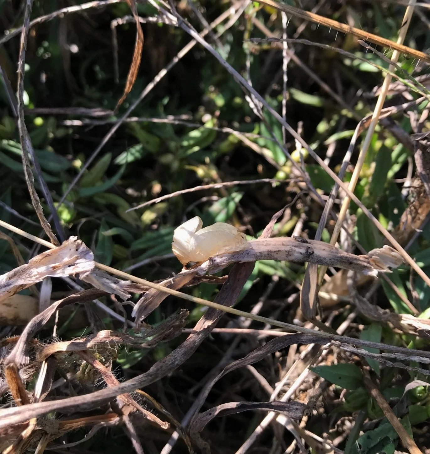 The picture above was taken within a foot of an adjacent milkweed plant where a caterpillar used the grass as cover during pupation. The chrysalis was left behind by a butterfly either during the previous spring or summer.