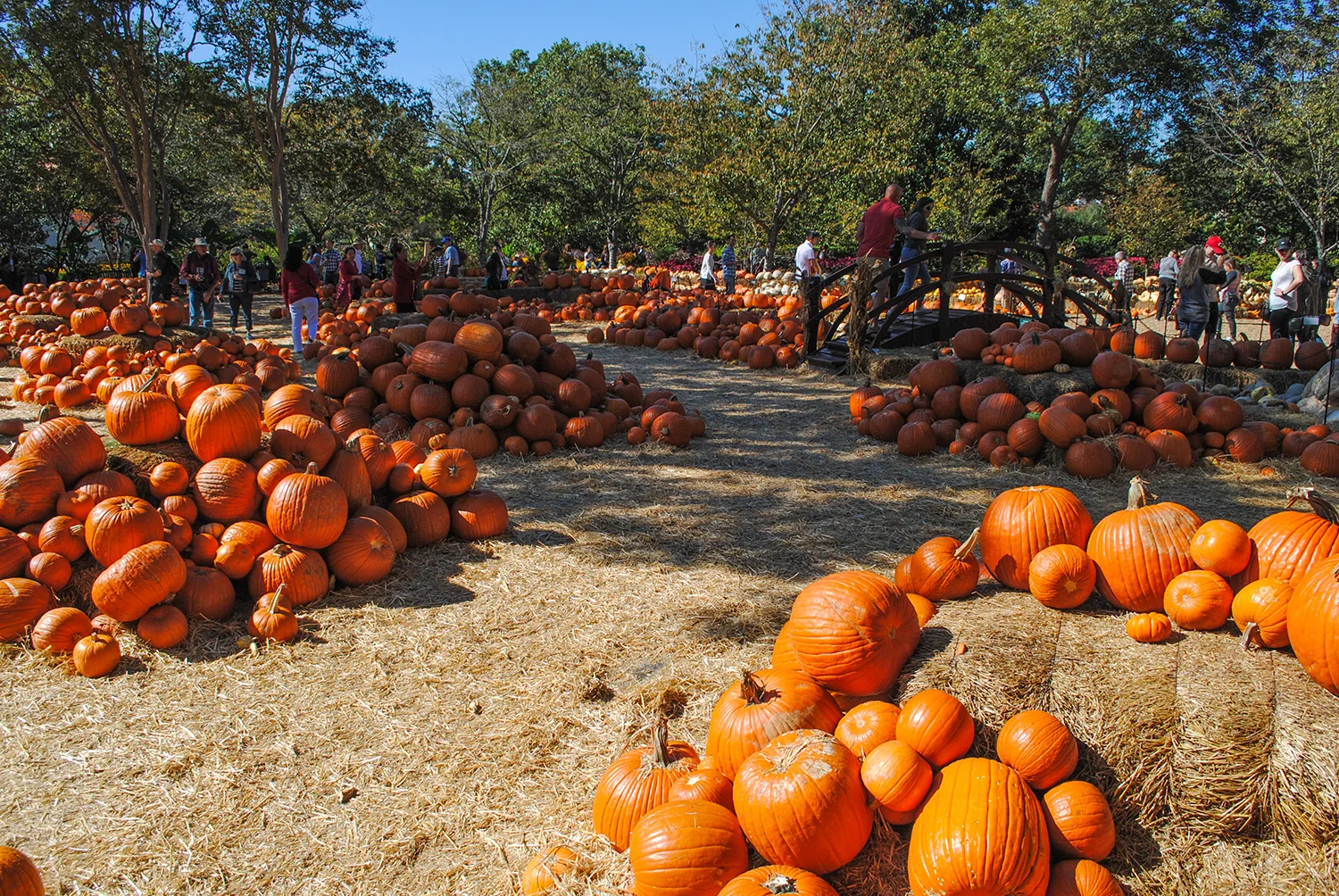 Pumpkins galore at the Dallas Arboretum