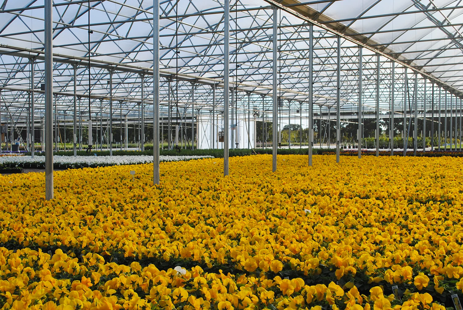 Perky pansies at Green Lake Nursery.