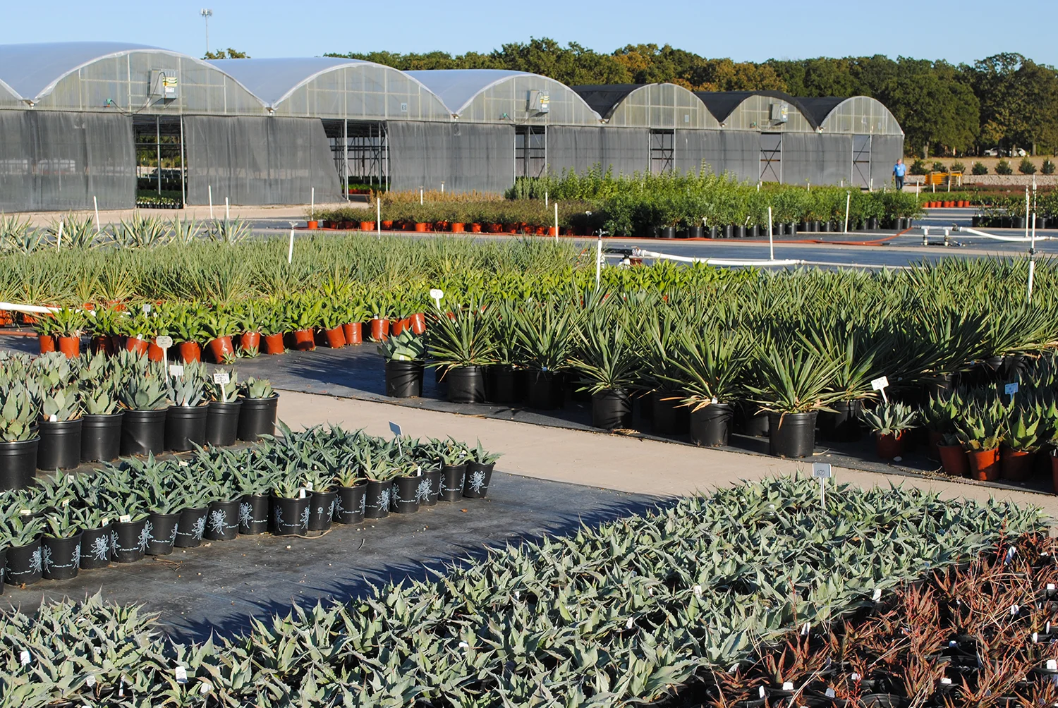Green Lake Nursery also specialized in various hardy succulents and xeric perennials.