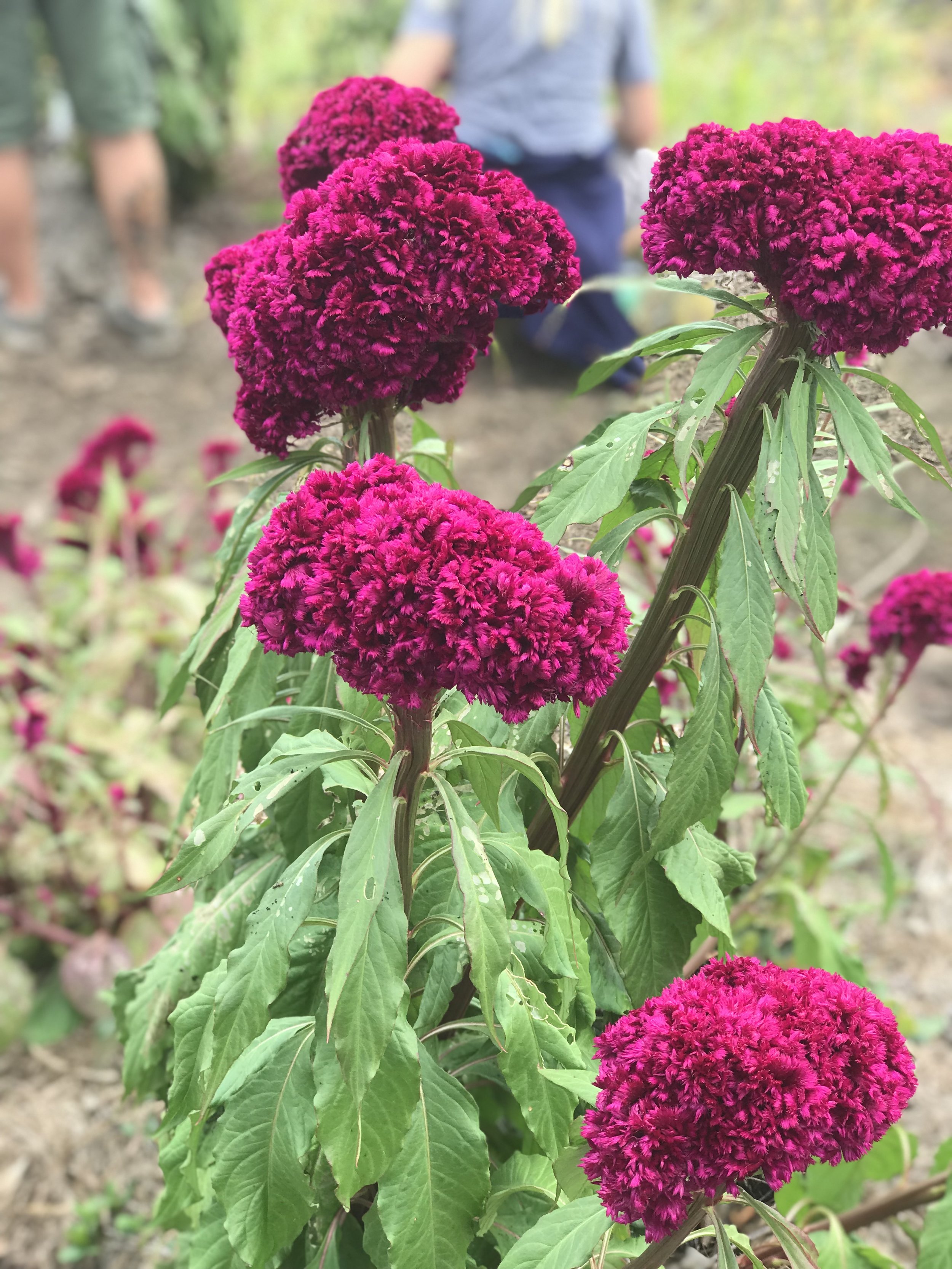 Celosia cristata