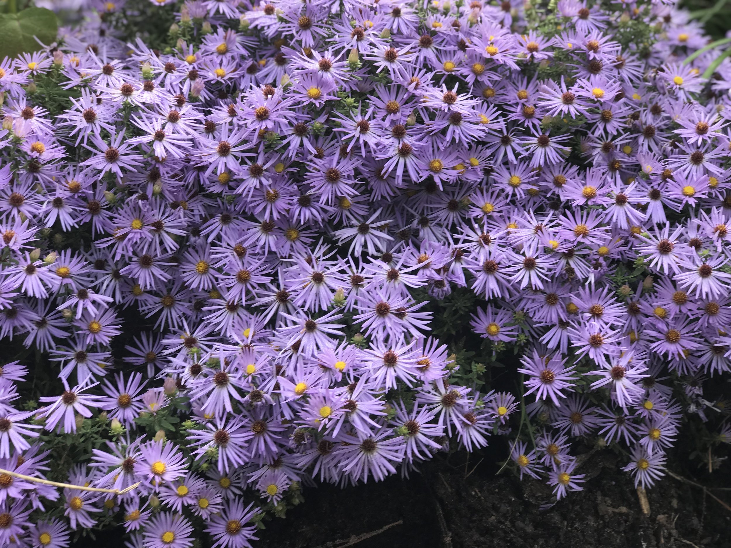 Symphyotrichum oblongifolium