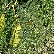 Albizia julibrissin, silk tree — Horticulture Is Awesome!